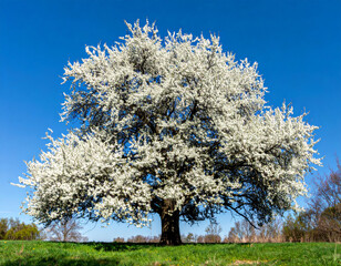 Naklejka premium large white blossoming tree stands majestically against clear blue sky, showcasing its vibrant flowers and lush greenery, creating serene and picturesque landscape