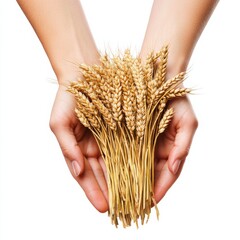 Hands Holding a Precious Bundle of Wheat Isolated on White Background