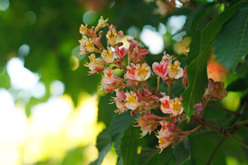 Close-up of vibrant pink chestnut flowers blooming among green leaves under a bright sky. Blooming pink chestnut flowers on tree in spring