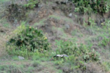 Bird in flight