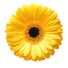 Fototapeta premium Bright yellow gerbera flower closeup showcasing vibrant petals on Transparent background, Closeup view isolated yellow gerbera flower on PNG background
