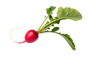radish isolated on white background