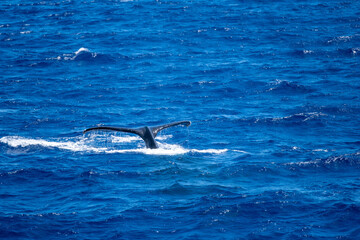 Fototapeta premium Single whale tail rises above deep ocean with no land in sight, captured March 15, 2019 in Honolulu, Hawaii, USA