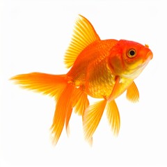 Orange Goldfish Swimming Gracefully in Clear Water