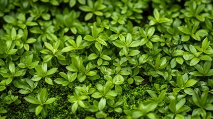 Obraz premium Overhead view of vibrant green leaves creating a dense natural texture suitable for backgrounds and design projects