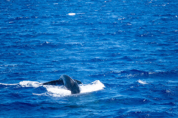 Fototapeta premium Whale tail lifts above sea foam as dive completes near blue Pacific horizon, captured March 15, 2019 in Honolulu, Hawaii, USA