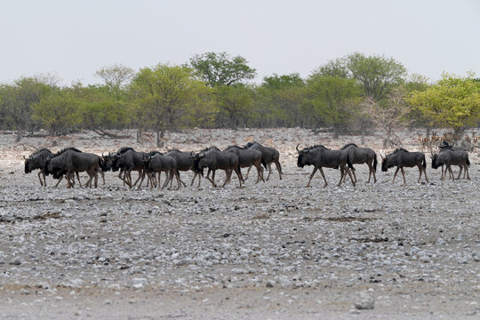 Gnuherde auf dem Weg zu einer Wasserstelle in Etosha bei Rietfountein