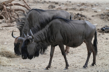 Gnu in der Wildnis 