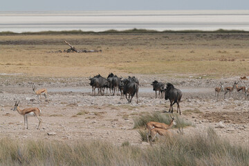 Gnu in der Wildnis am Rand der Salzpfanne in Etosha