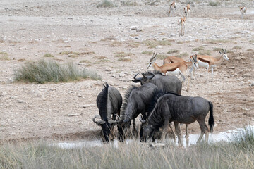 Gnus versammeln sich an einem Wasserloch