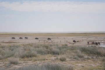Gnu in der Wildnis an einer Wasserstelle