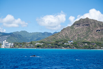 Fototapeta premium Single whale surfaces near crater and coastal buildings under sunny sky, captured March 15, 2019 in Honolulu, Hawaii, USA
