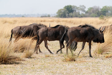 Gnu in der Wildnis im Gras unterwegs
