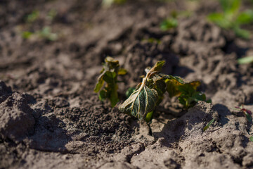 Potato leaves damaged by spring frost in a rural garden