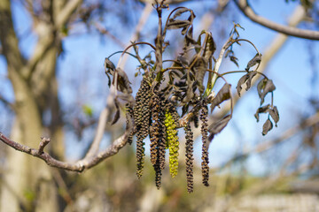 Frozen walnut tree blossoms and leaves after unexpected spring frost in the garden