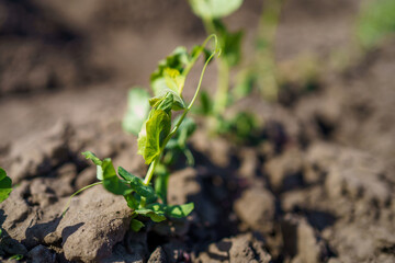 Young pea plants affected by unexpected spring frost at a garden plot during early morning hours