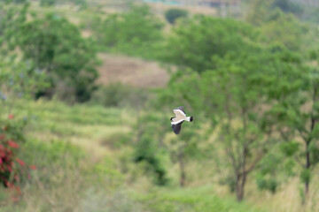 Bird in flight