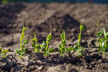 Young pea plants damaged by late spring frost in a garden during early morning light