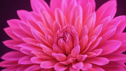 Obraz premium Abstract pink neon flower petals, glowing backdrop, abstract, digital, bright
