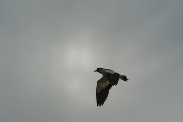 Bird in flight