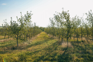 Fototapeta premium Young apple orchard, harvest concept