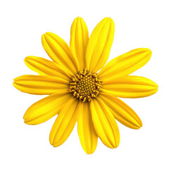 Obraz premium Bright yellow flower closeup on Transparent background showcasing vibrant petals and intricate center details, Isolated image yellow flowers on PNG background