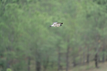 Bird in flight