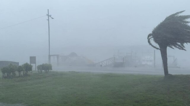 Major Hurricane Eyewall Batters Palm Tree And Port - Haikui