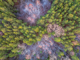 Aerial drone view of stunning colorful autumn fall forest.