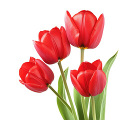 Bright red tulips in closeup against a clean Transparent background showcasing their vibrant color and natural beauty, Closeup pink tulips isolated on PNG background