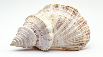 Obraz premium Seashell, intricate spiral