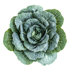 Obraz premium Green cabbage isolated on white background