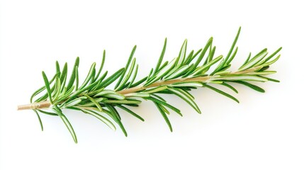 Fototapeta premium Fresh rosemary sprig