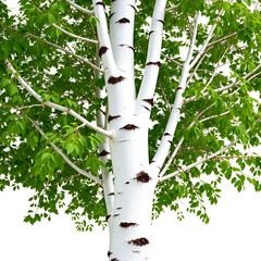 White birch tree isolated on a white background. Close up.