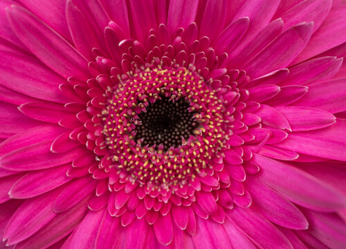seamless abstract wallpaper with close up of radiant pink gerbera flower, heart and petals
