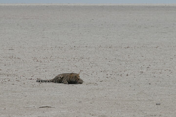Verletzter Leopard liegt erschöpft in der Salzpfanne von Etosha