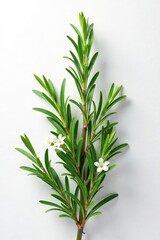 Fototapeta premium A vibrant rosemary sprig in full bloom, isolated on white , flowers, cooking, blossom