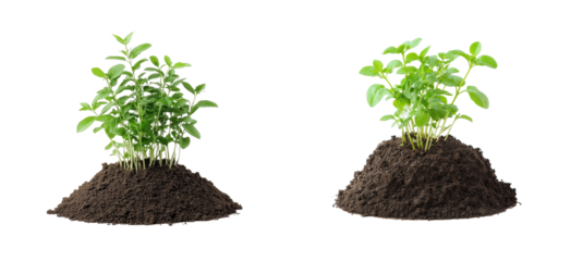 Two herb plants growing in mounds of dirt. cut out transparent