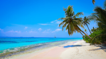 Panorama of tropical beach with coconut palm trees as white sand beach background