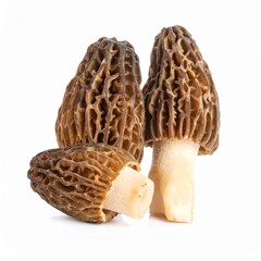 Fresh Morel Mushrooms Isolated on White Background