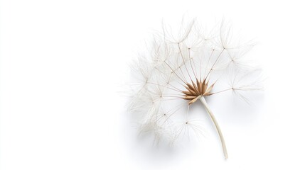Dandelion seed head