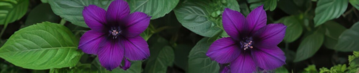 A vibrant purple bloom rests atop lush green leaves , flowering plant, summer, flora