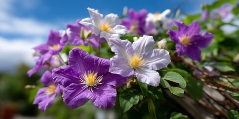 Purple and white blooms reach skyward
