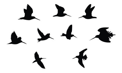 Flying African snipe bird Silhouette Design  And Vector Illustration. 
