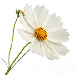 Fototapeta premium daisy isolated on white background