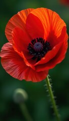 Intricate red poppy petals, June bloom, close-up detail, blossom, beauty, red