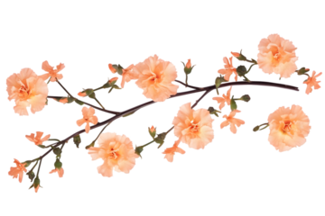 Peach Blossoms Floral Arrangement Illustration Transparent Background