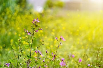 Blooming wildflowers with vibrant purple blossoms in a sunny spring meadow