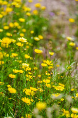 Fototapeta premium Close-up of a yellow wildflower blooming in a spring meadow