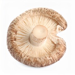 Fresh Shiitake Mushrooms Isolated on White